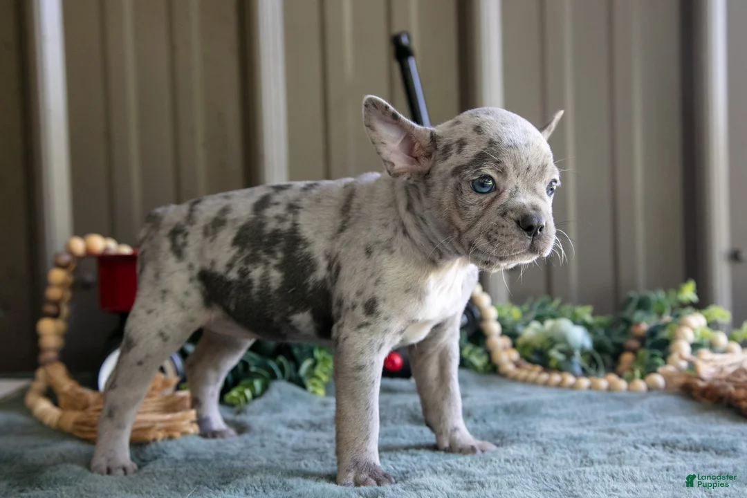 Mixed Breed dogs for sale: Bonnie - Ad 2
