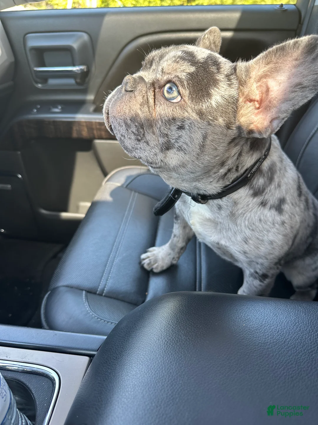 French Bulldog dogs for sale: Melo - Ad 1