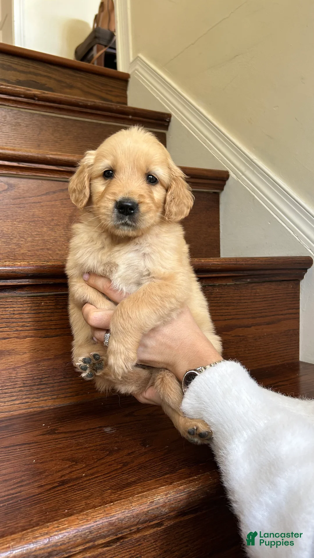 Golden Retriever dogs for sale: Daisy - Ad 1
