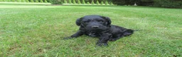 Mixed Breed dogs for sale: Mason - Ad 4