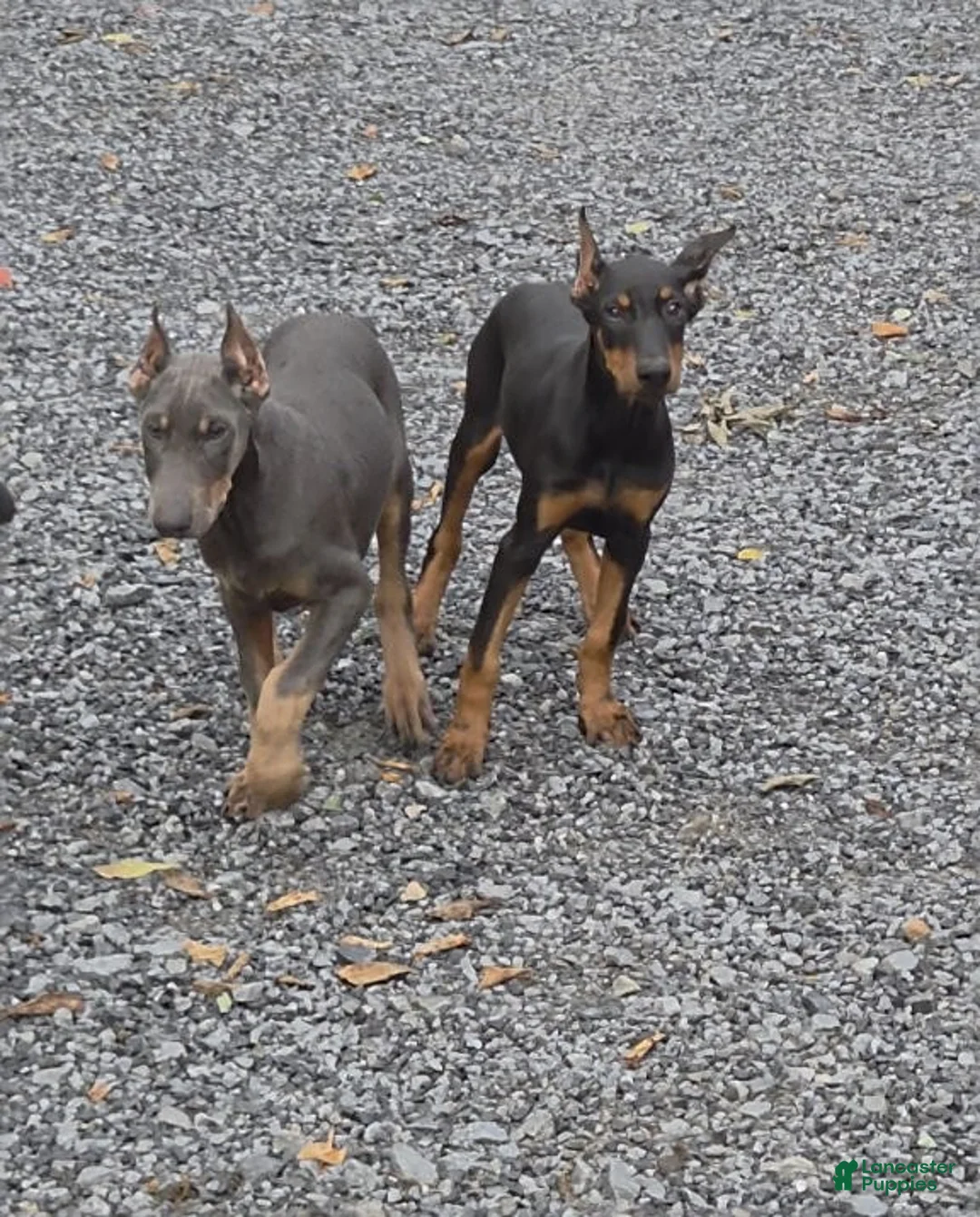 Doberman Pinscher dogs for sale: Rocky - Ad 3
