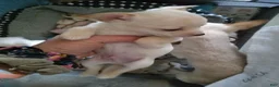 Chihuahua dogs for sale: Chanel  - Ad 7