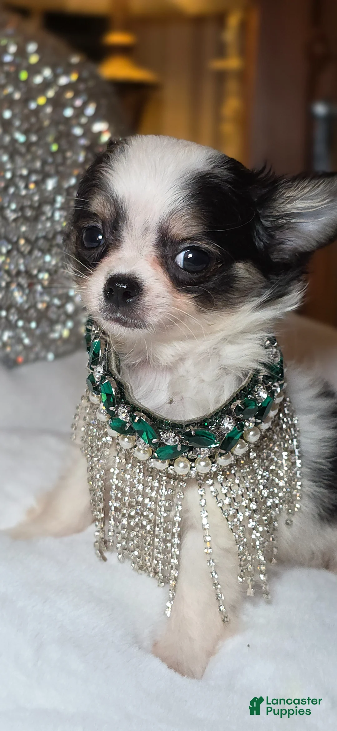 Chihuahua dogs for sale: Zane - Ad 13
