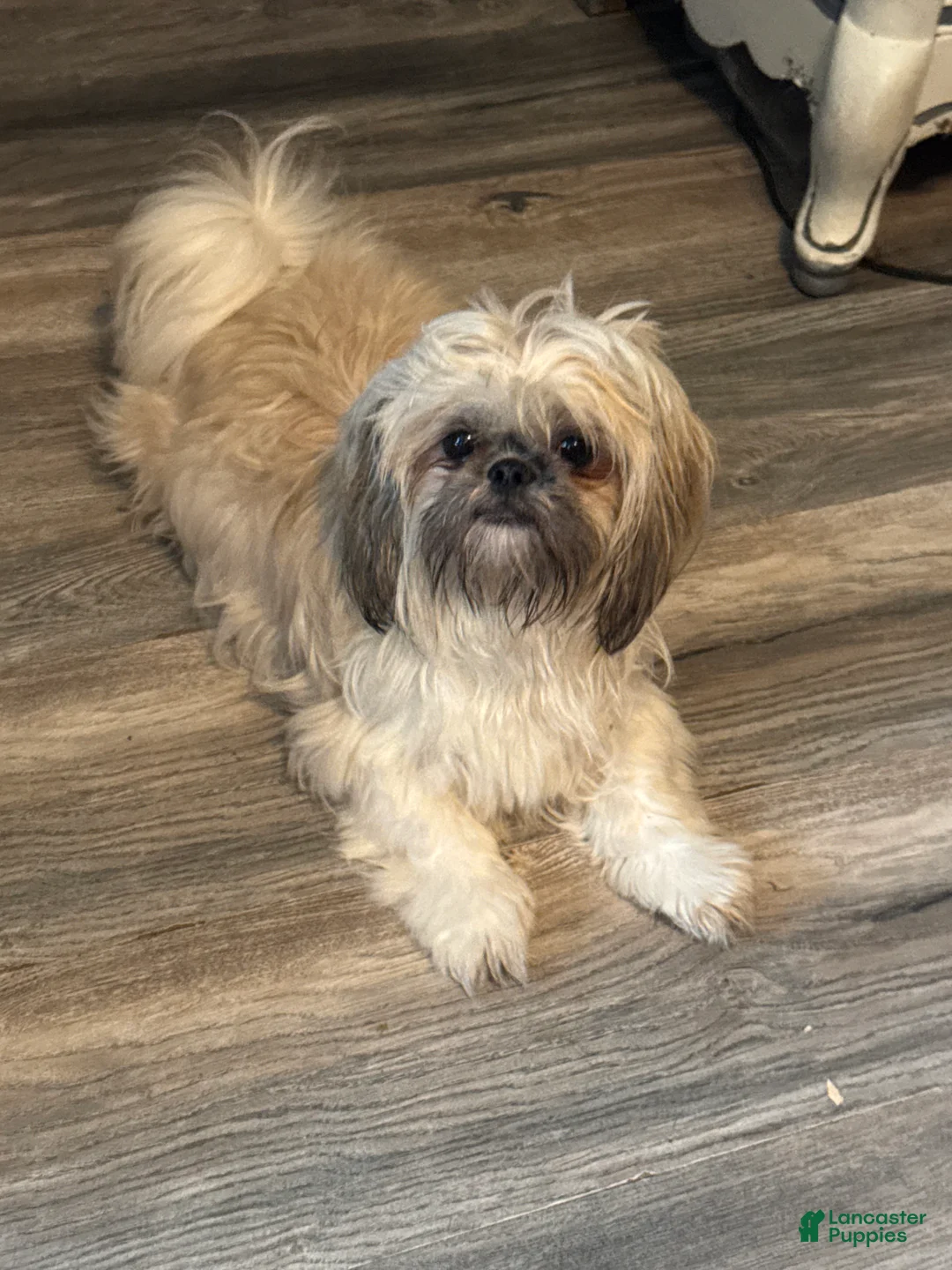 Shih Tzu dogs for sale: Shih Tzu 1 - Ad 4