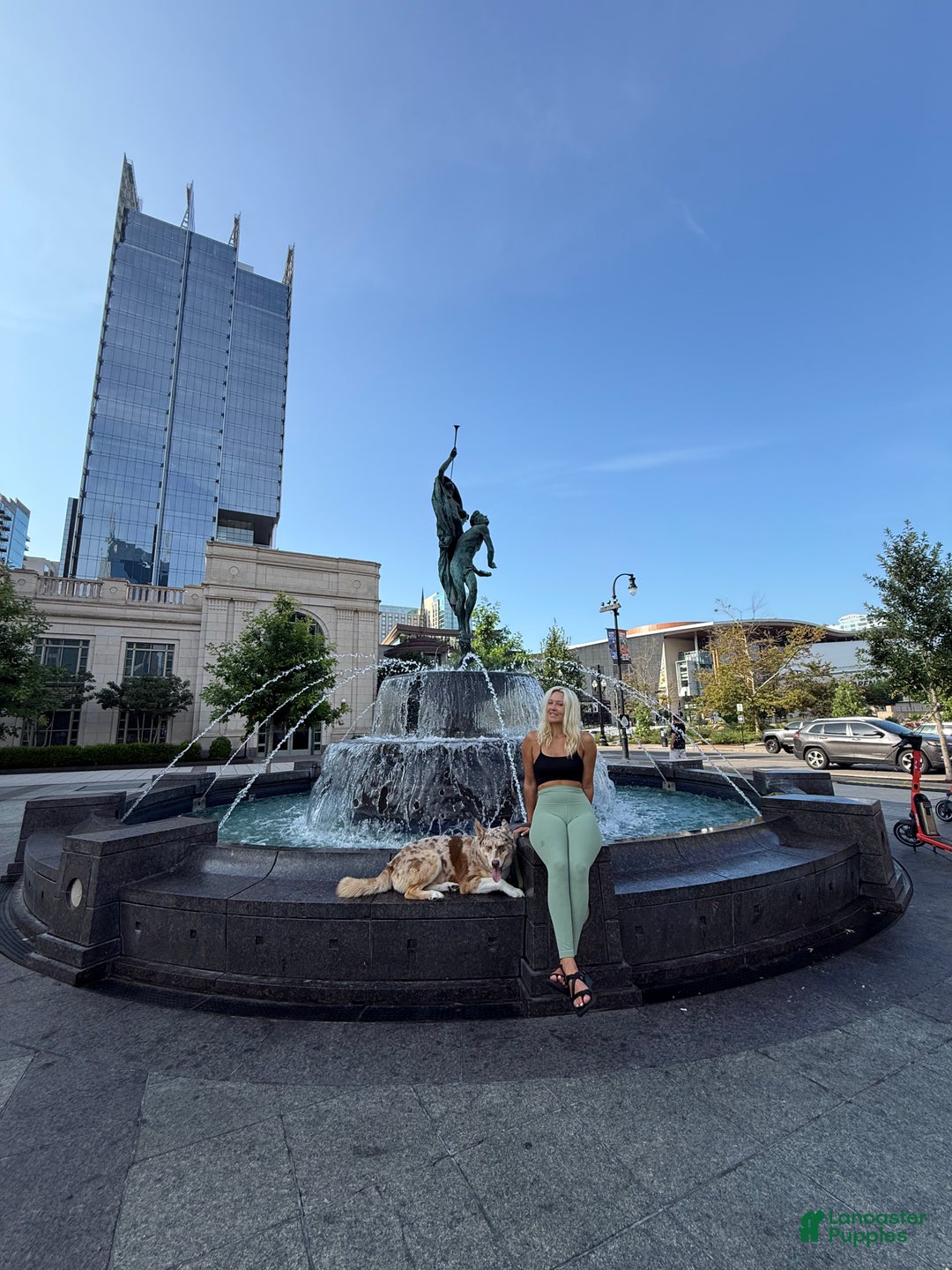 Siberian Husky dogs for stud: Moose Ausky  - Ad 10