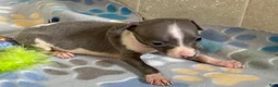 Italian Greyhound dogs for sale: Tiny Tot - Ad 6