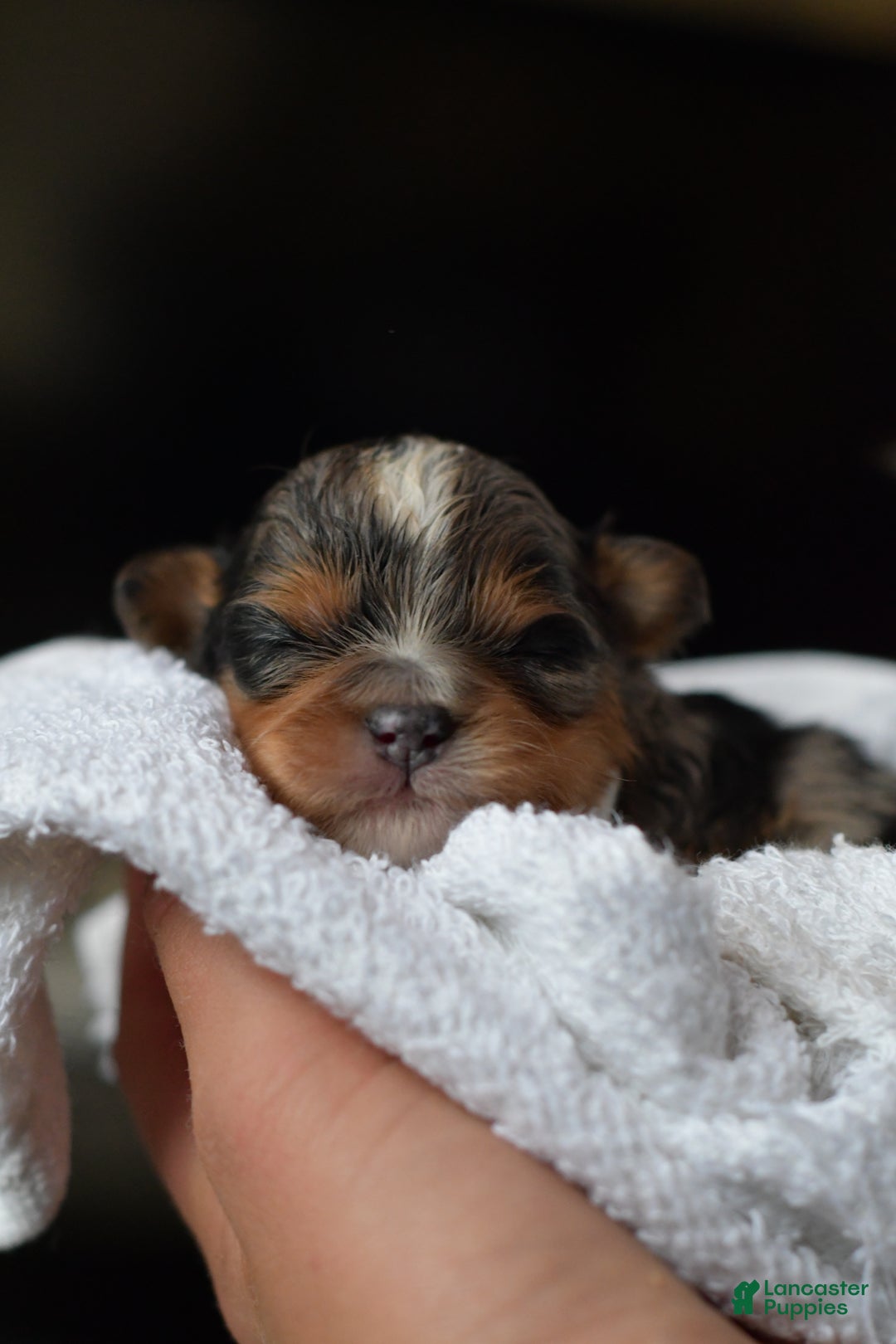 Mini Aussiedoodle dogs for sale: Jackson - Ad 3