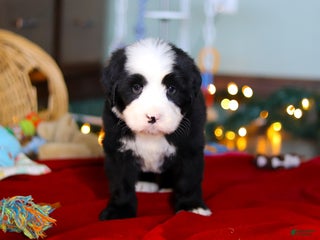 Bernedoodle dogs Charlie - Ad 33