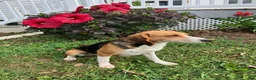 Mixed Breed dogs for sale: Rusty - Ad 4