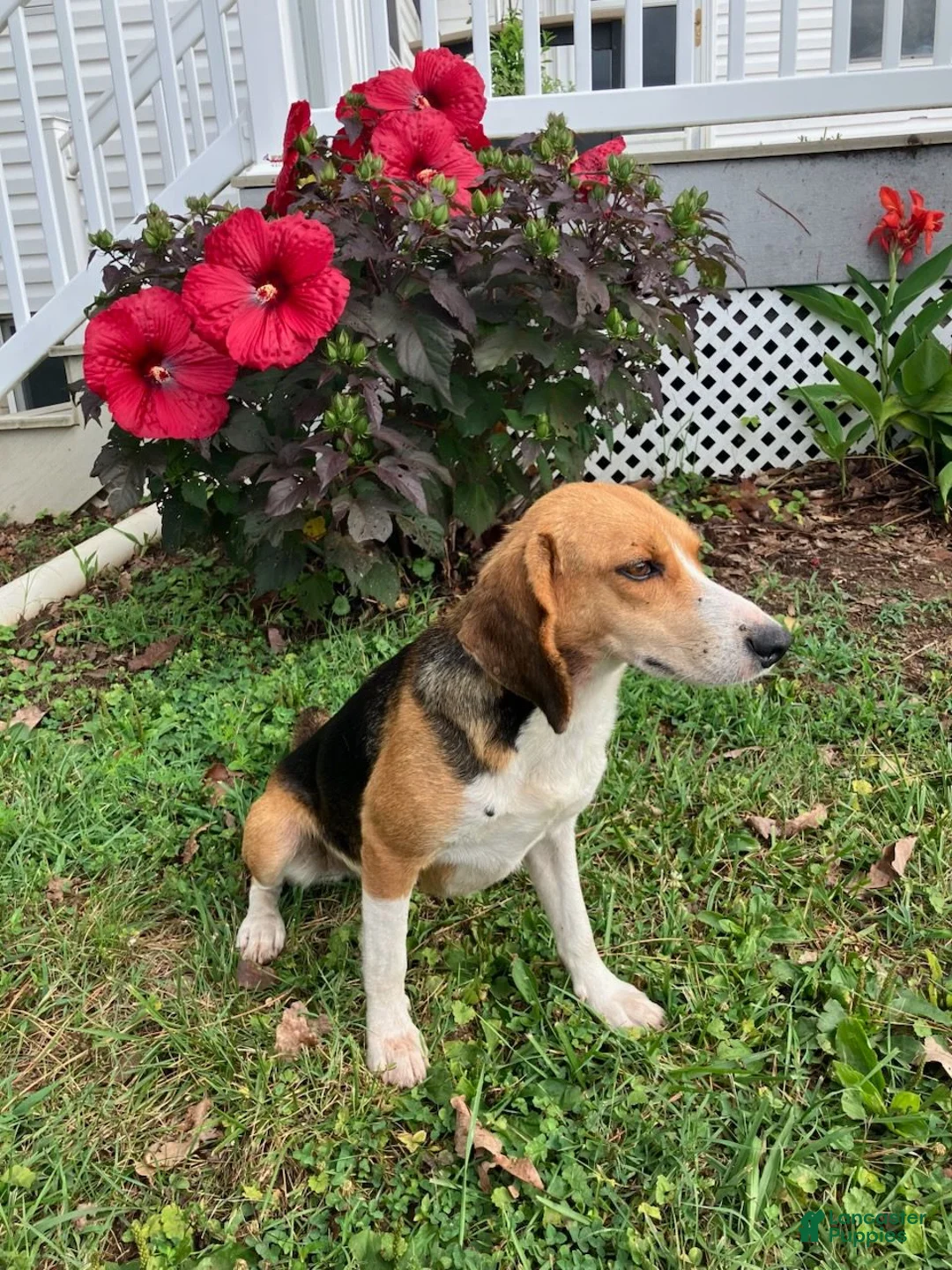 Mixed Breed dogs for sale: Rusty - Ad 4