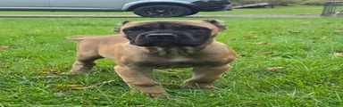 AKC Valiente