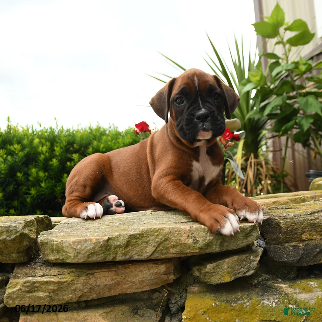 Boxer dogs for sale: Tiara - Ad 5