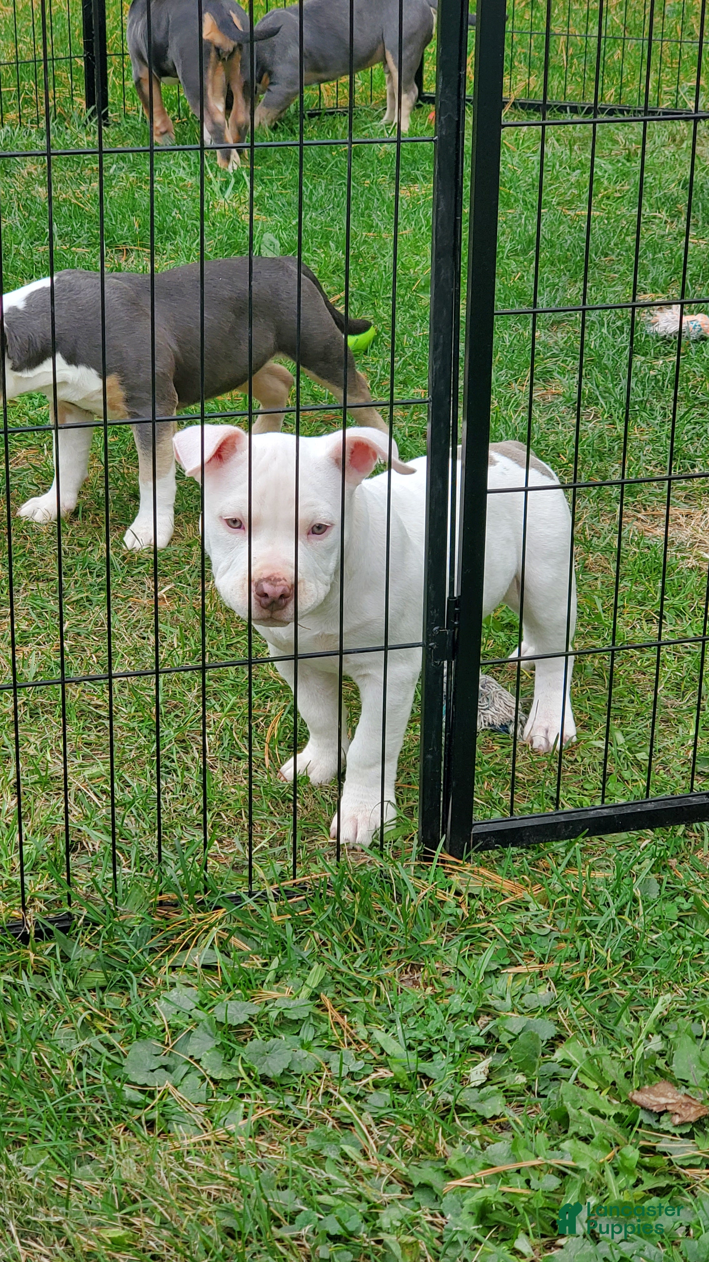 American Bully dogs American Bully 2 - Ad 1