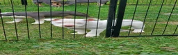 American Bully dogs for sale: American Bully 2 - Ad 1