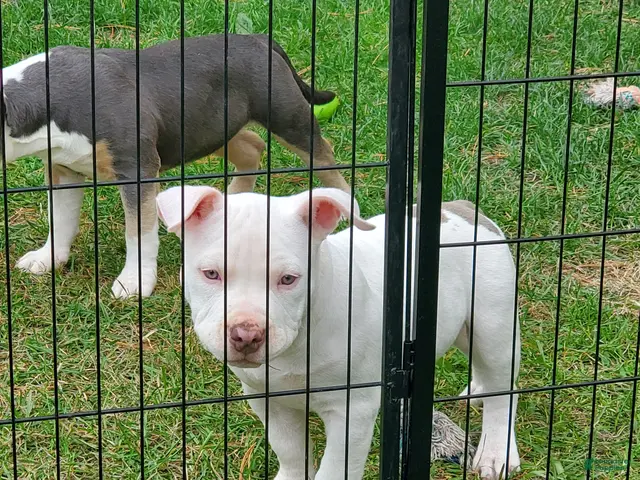 American Bully dogs for sale: American Bully 2 - Ad 2
