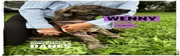 Great Dane dogs for sale: Wenny - Ad 18