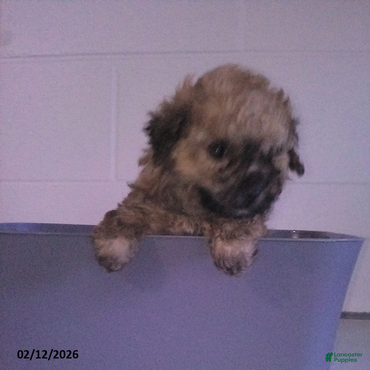 Yorkiepoo dogs Cody - Ad 2