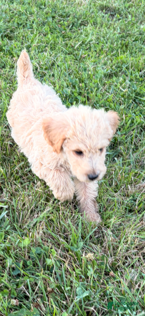 Labradoodle dogs Labradoodle 5 - Ad 1