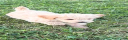 Labradoodle dogs for sale: Labradoodle 5 - Ad 1