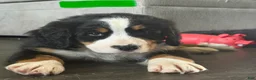 Bernese Mountain Dog dogs for sale: Green - Ad 2