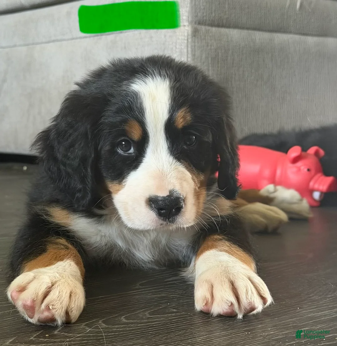Bernese Mountain Dog dogs for sale: Green - Ad 2