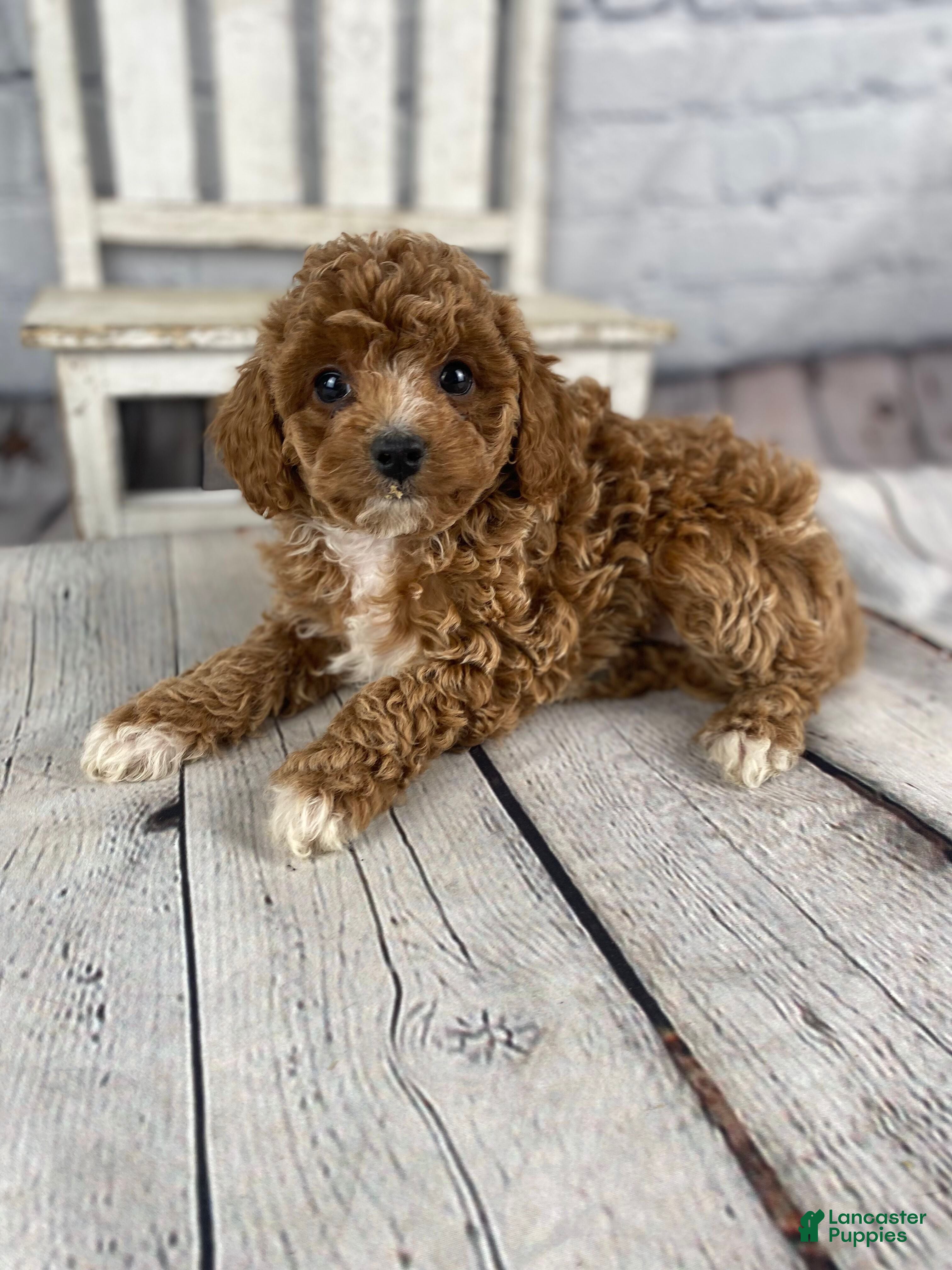 Cavapoo dogs Faith - Ad 2