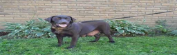 Labrador Retriever dogs for sale: Remington - Ad 4