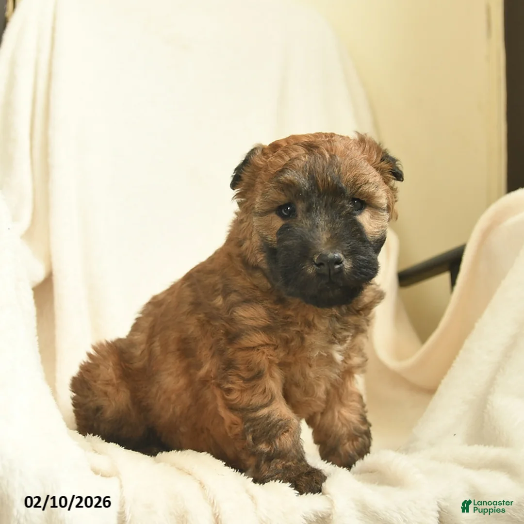 Soft Coated Wheaten Terrier dogs for sale: Twilight  - Ad 4
