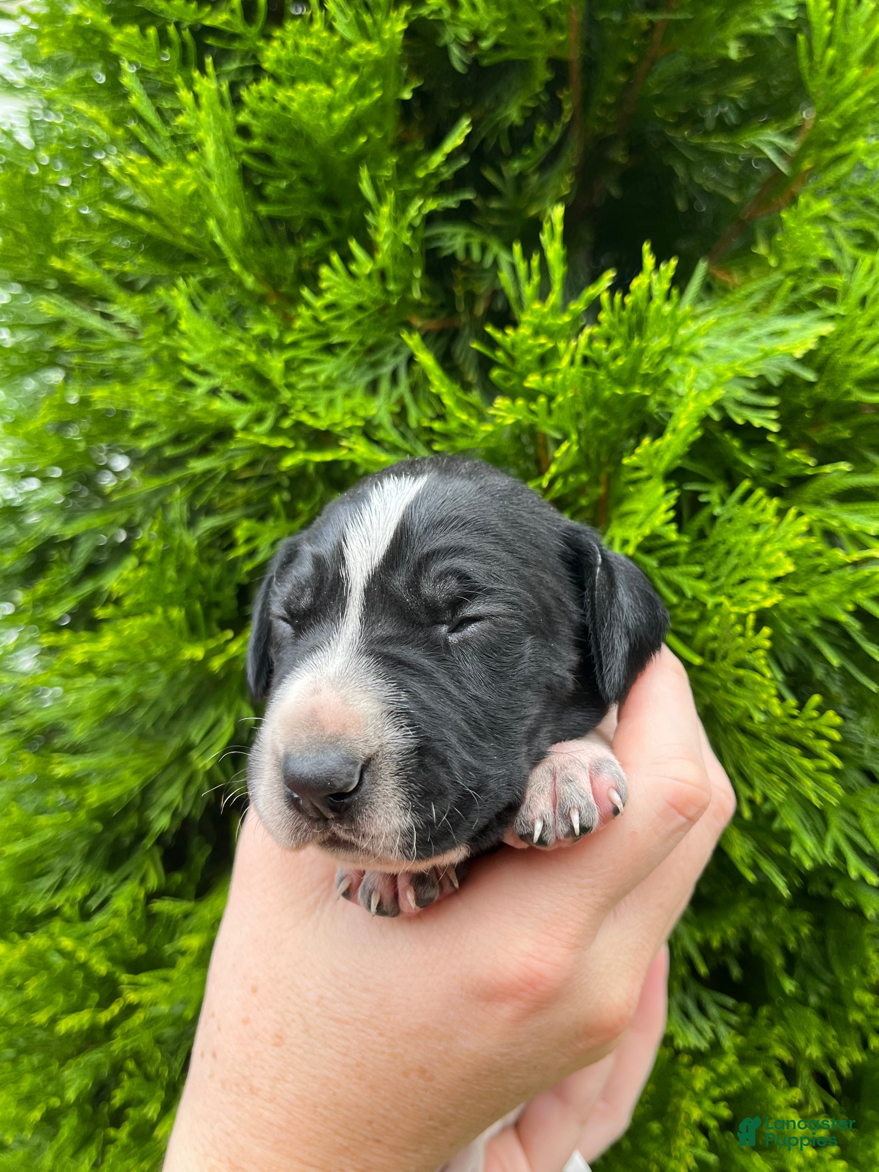 German Shorthaired Pointer dogs German Shorthaired Pointer (MALE C) - Ad 2