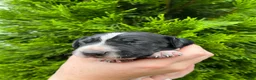 German Shorthaired Pointer dogs for sale: German Shorthaired Pointer (MALE C) - Ad 3