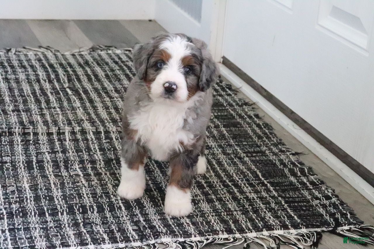 Mini Bernedoodle dogs Jimmy - Ad 2