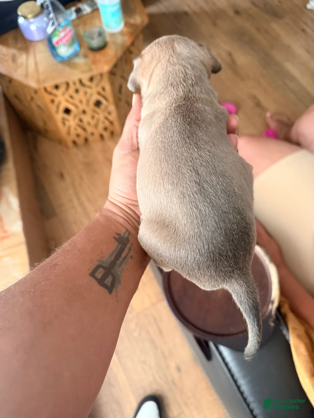 Mixed Breed dogs for sale: brownie - Ad 1