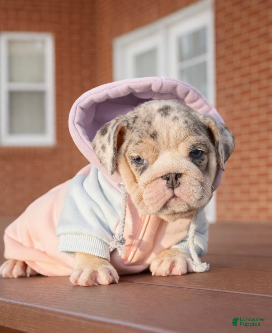 English Bulldog dogs Katerina - Ad 2