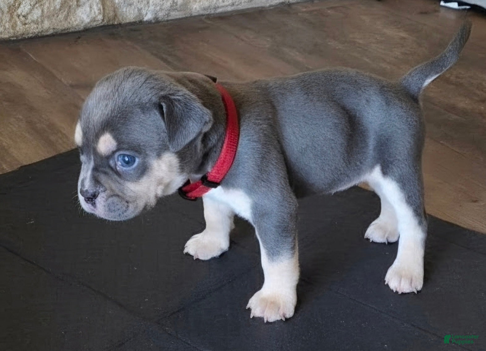 American Bully dogs Collins - Ad 2