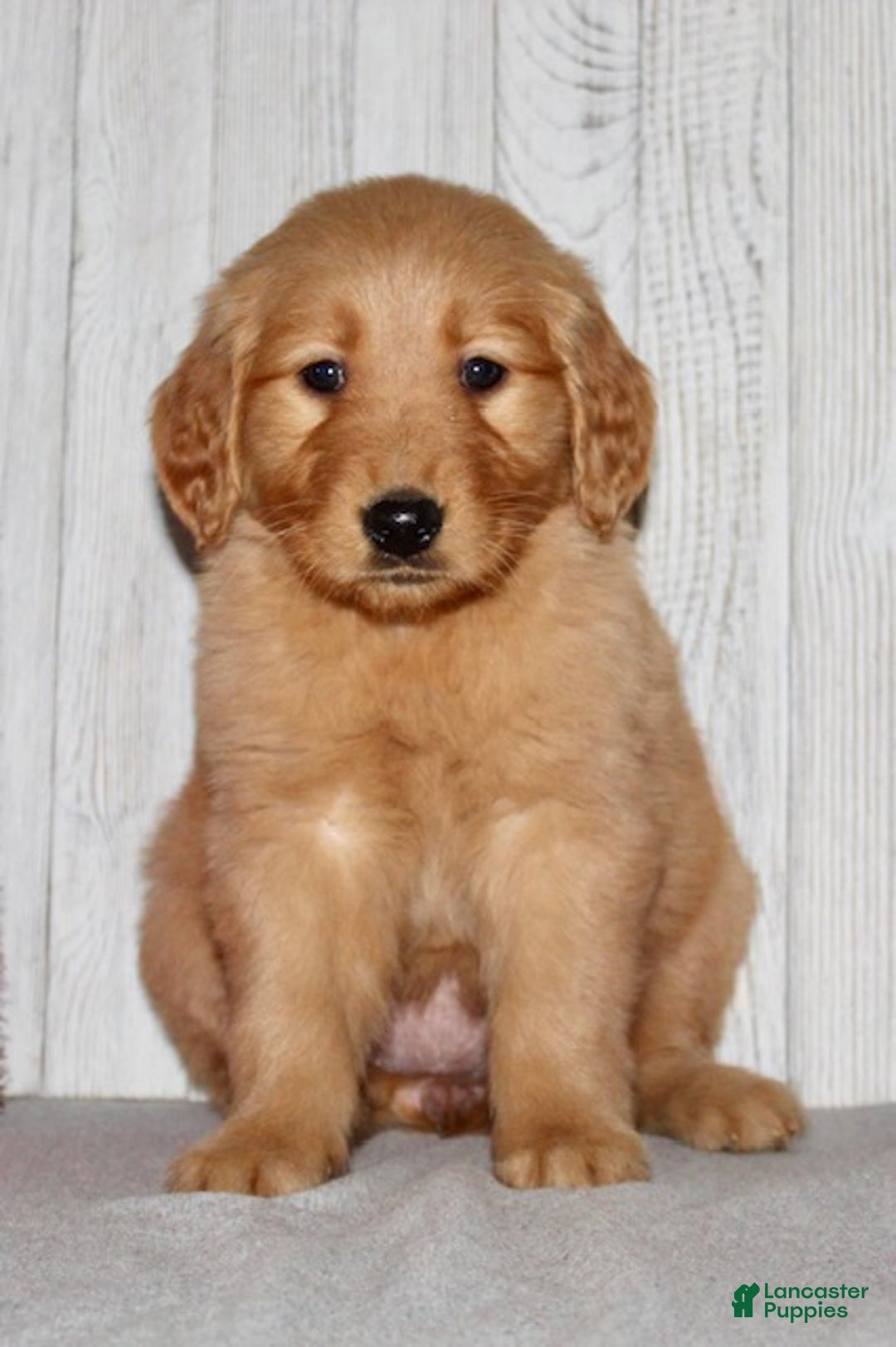 Golden Retriever dogs for sale: Pippa - Ad 3