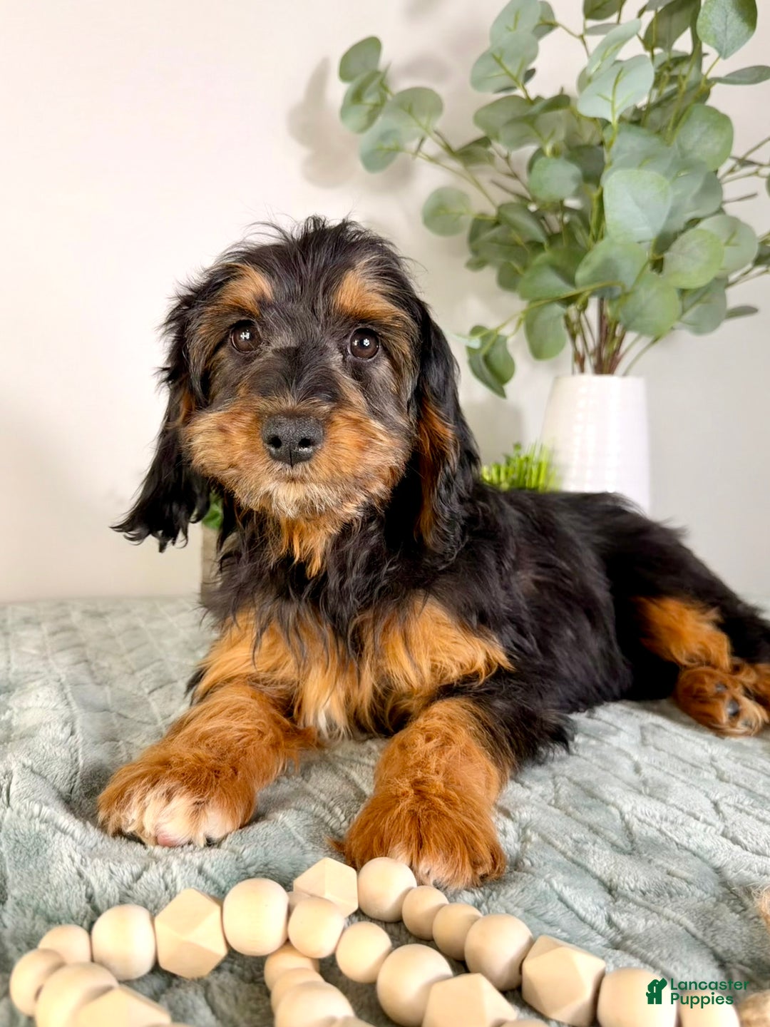 Cockapoo dogs for sale: Teddy - Ad 2