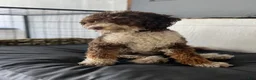 Mini Bernedoodle dogs for sale: Willow - Ad 11