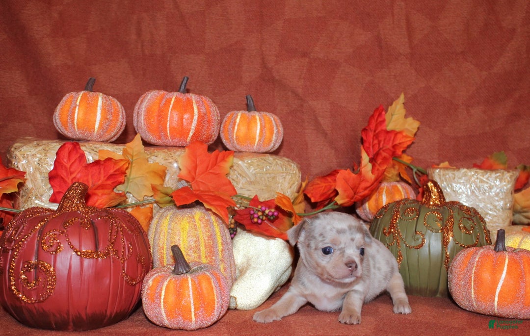 Chihuahua dogs for sale: Orlie - Ad 2