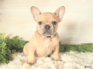 French Bulldog dogs - Ad 37