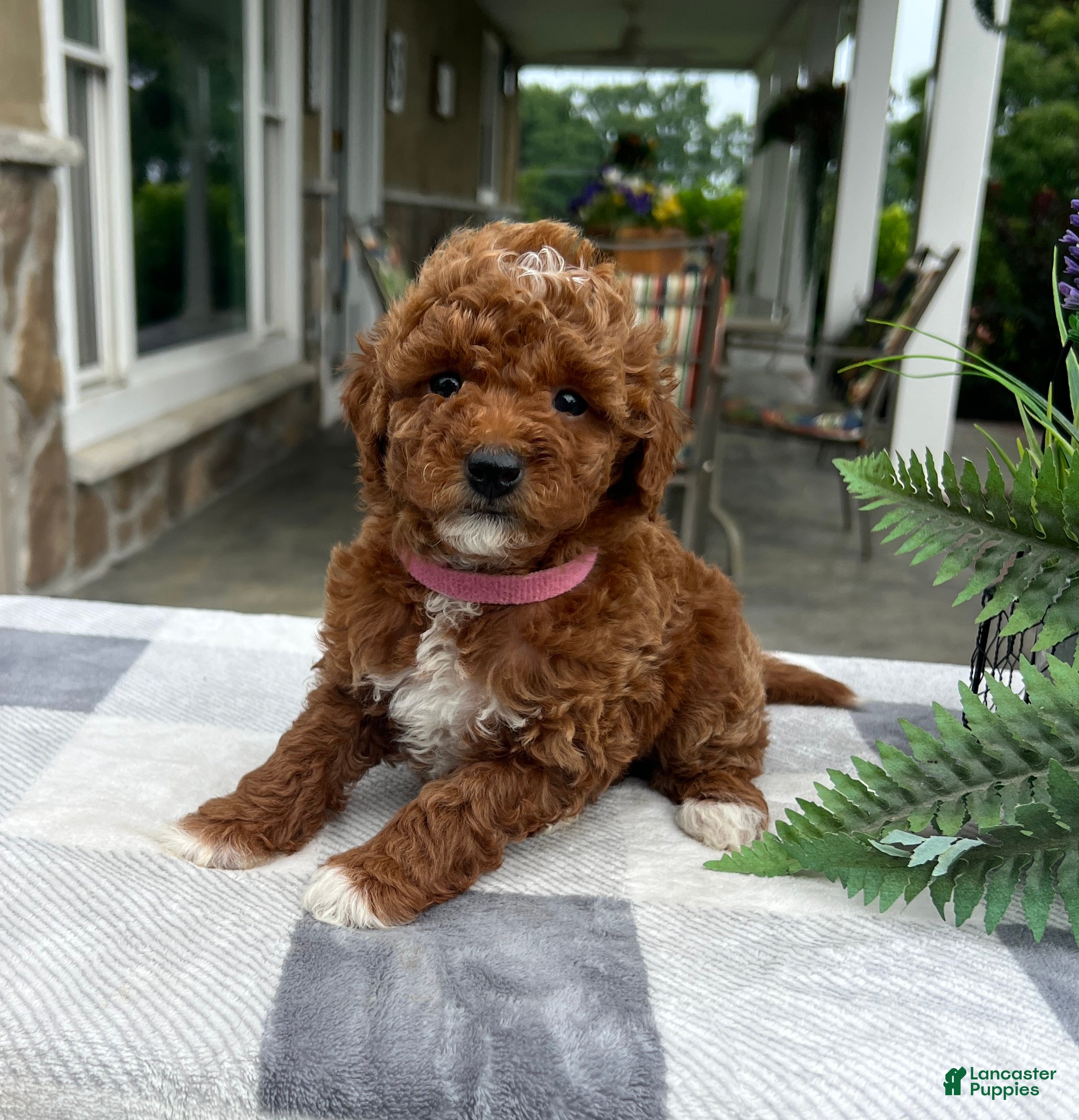 Mini Goldendoodle dogs Chloe - Ad 1