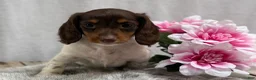 Miniature Dachshund dogs for sale: Birdie - Ad 4
