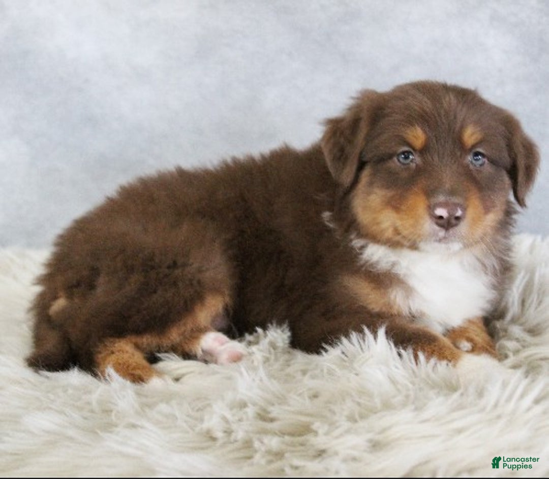 Australian Shepherd dogs for sale: Toffee - Ad 2