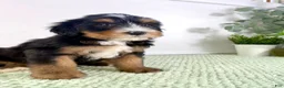 Bernedoodle dogs for sale: Chucky - Ad 4