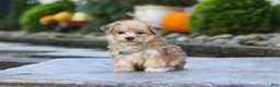 Morkie dogs for sale: Charlie - Ad 10