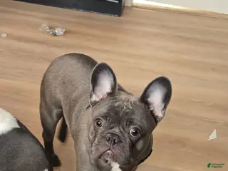 French Bulldog dogs French Bulldog Puppy 2 - Ad 28