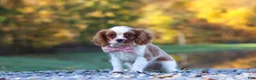Cavalier King Charles Spaniel dogs for sale: Kylie - Ad 6