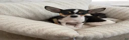 Chihuahua dogs for sale: “Gigi” Female Chihuahua - Ad 5