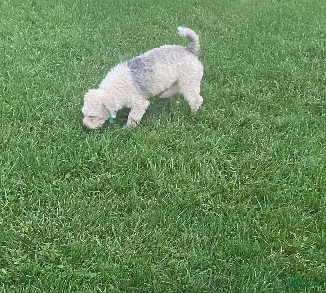 Cavapoo dogs for sale: Carson - Ad 12