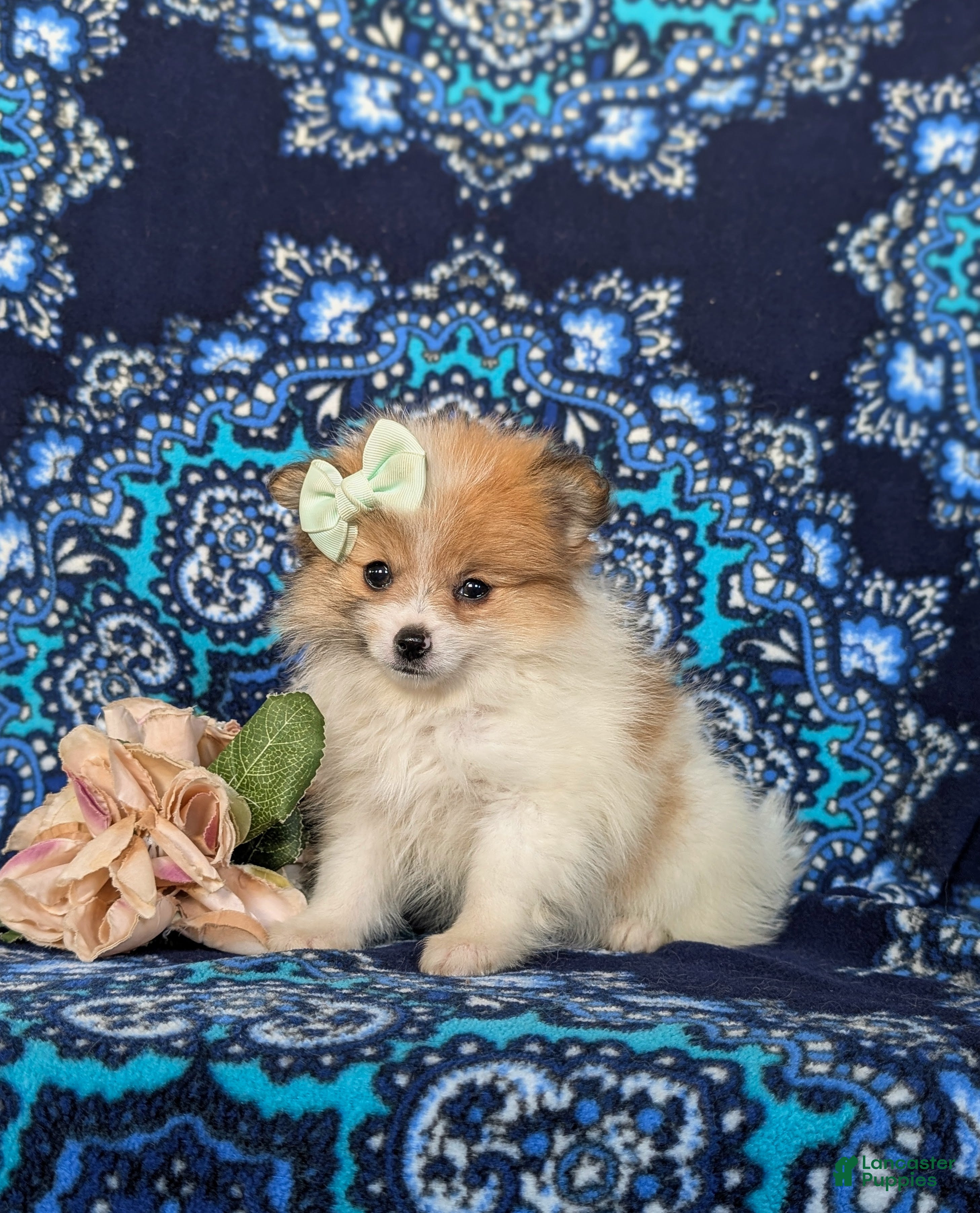 Pomeranian dogs Chesney - Ad 2