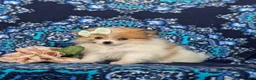 Pomeranian dogs for sale: Chesney - Ad 2